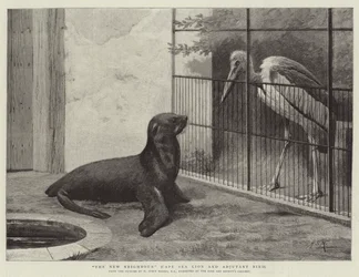 Der neue Nachbar, Kap-Seelöwe und Adjutantvogel